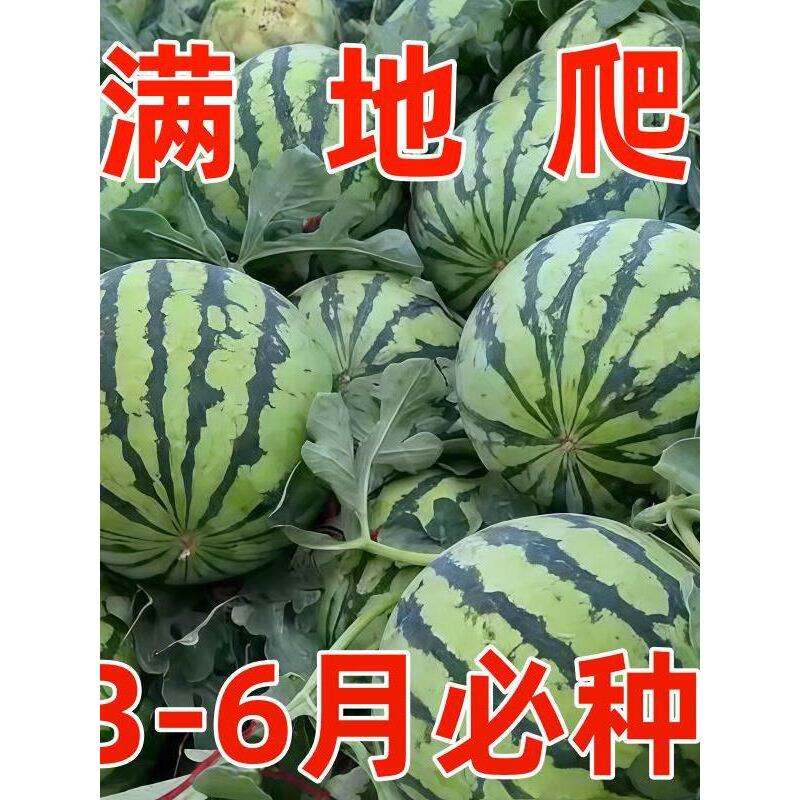 早佳8424麒麟西瓜早熟薄皮超甜冰糖麒麟瓜新鲜水果少籽易活西瓜