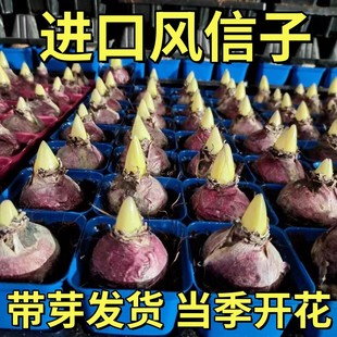 进口风信子水培土培种球四季耐寒室内阳台庭院盆栽花卉植物好养活