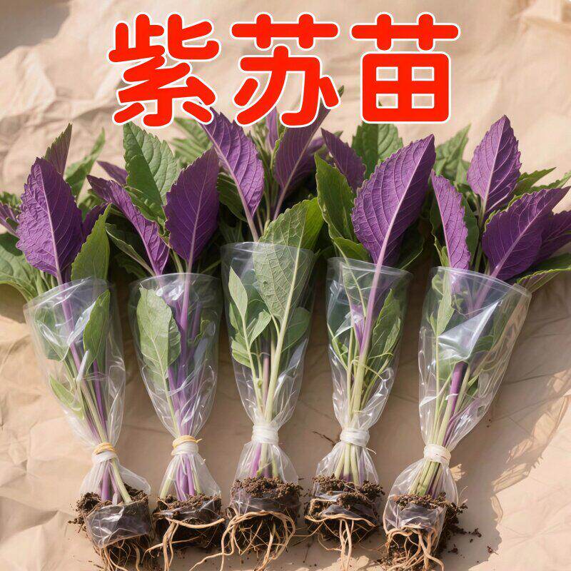 正宗紫苏可食用新鲜紫苏叶鸡冠辣椒香料紫苏子叶新鲜可食用叶子