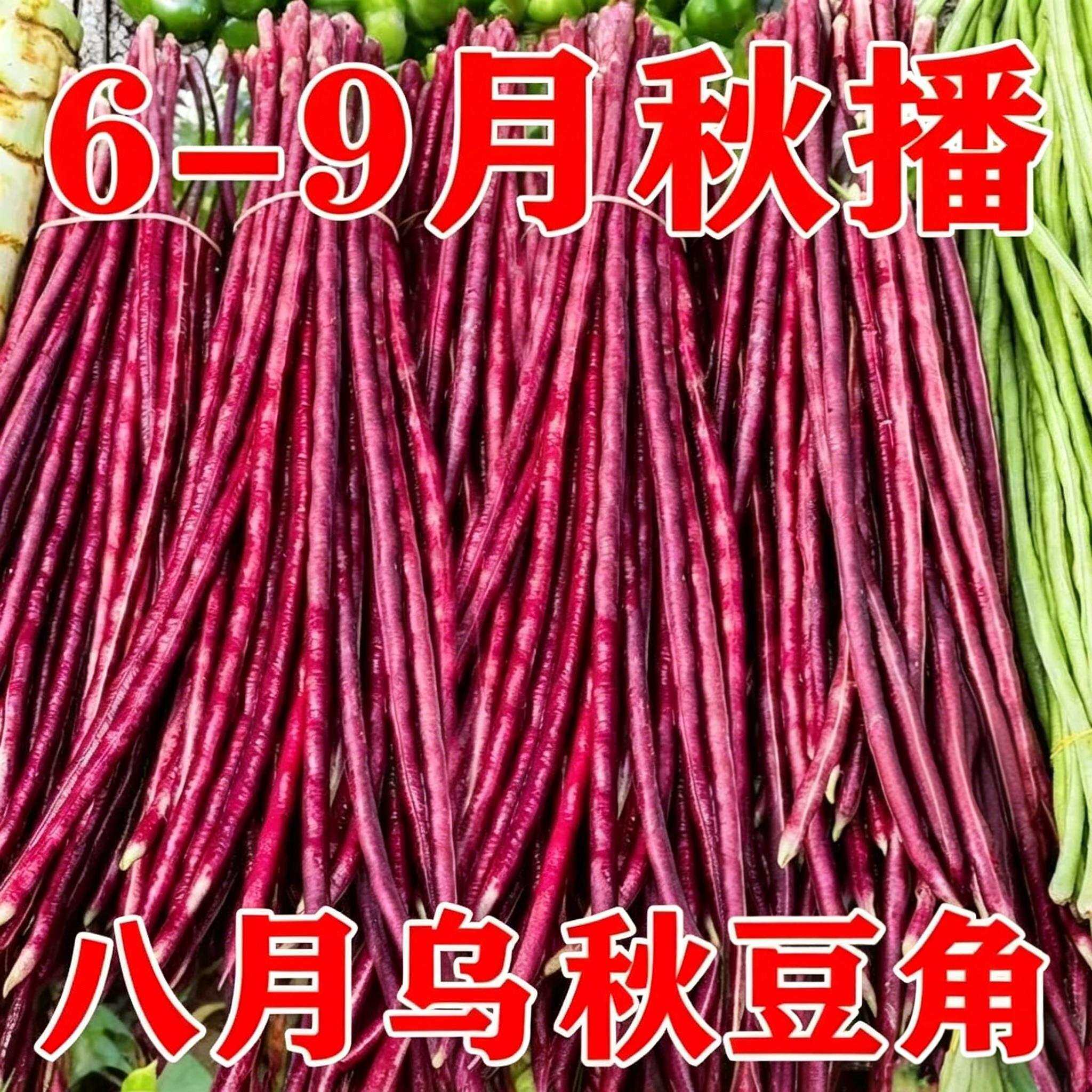 农家老品种蔬菜籽八月乌秋豆角种子孑紫红豇豆角春秋两用高产好吃