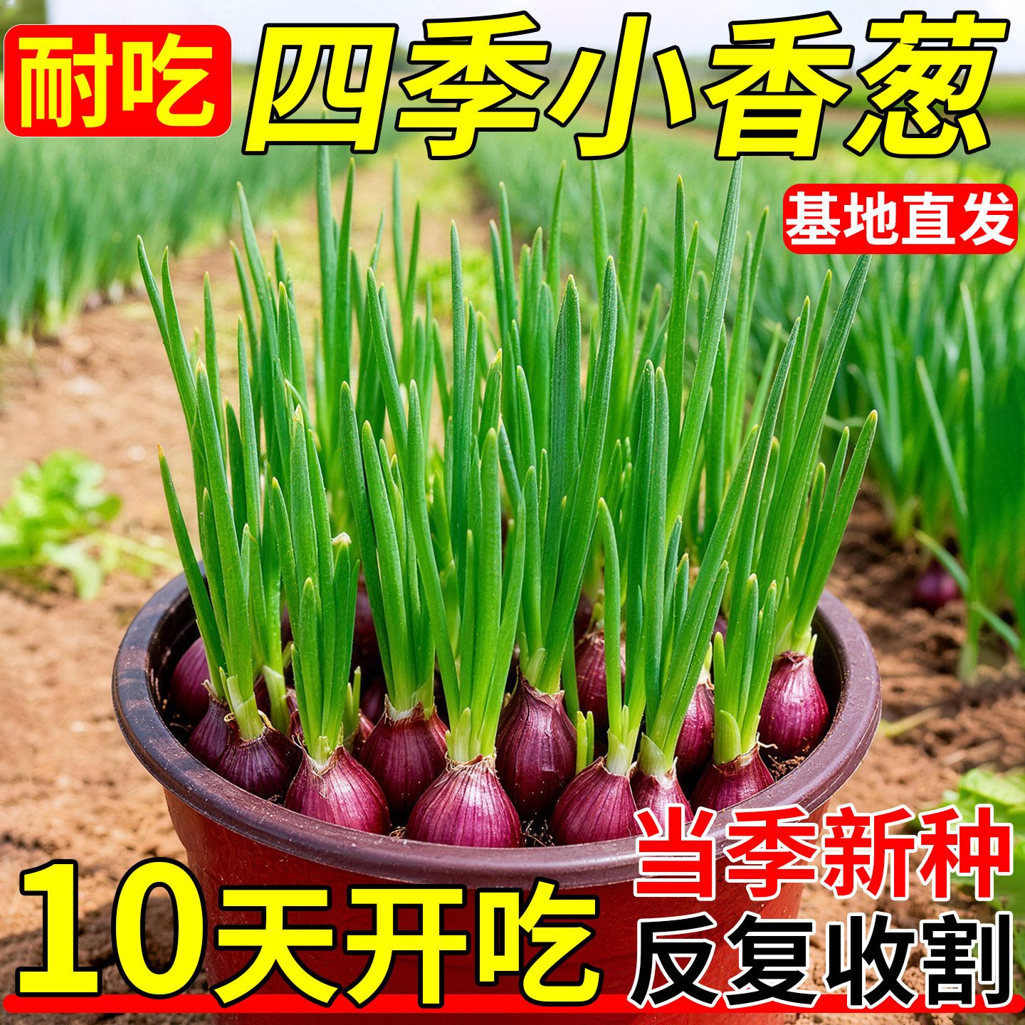 四季小香葱浓香型红葱头新鲜正宗四季种植葱苗老品种带根蔬菜盆栽