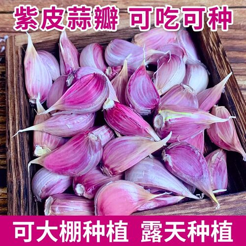 紫皮蒜瓣5十斤寒蒜苔蒜蒜苗蒜苔独头二水早红根香蒜硬叶大蒜苗籽
