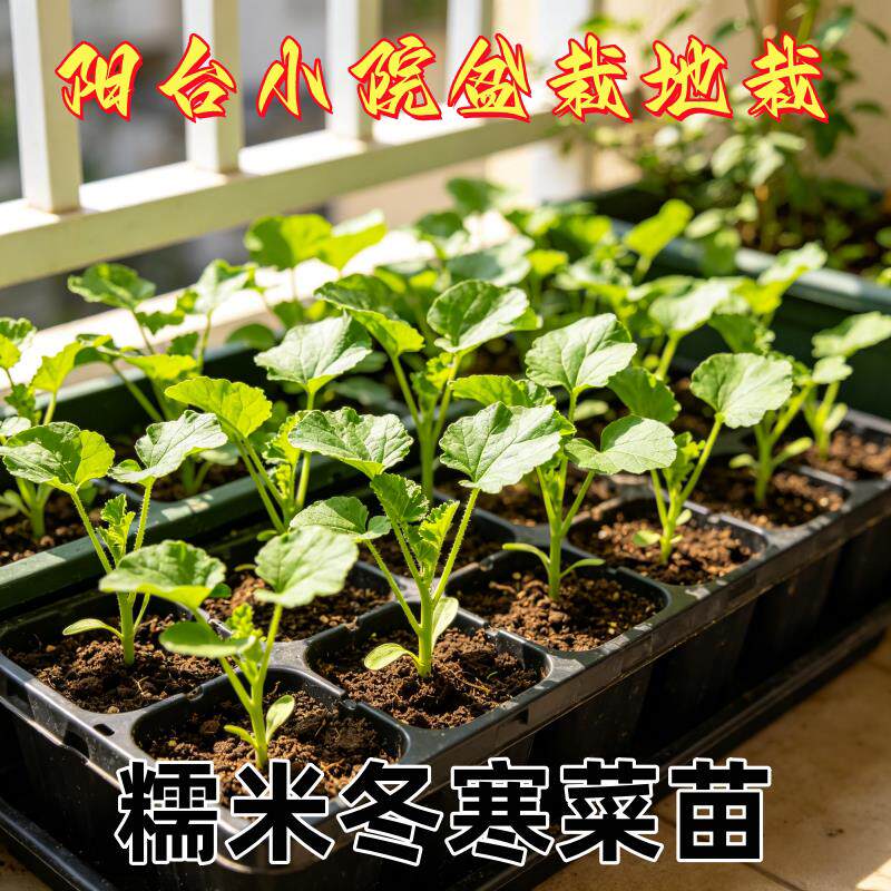 秋冬冬寒菜苗新鲜带土发货蔬菜种苗口感鲜嫩爽口带土球冬寒菜菜苗