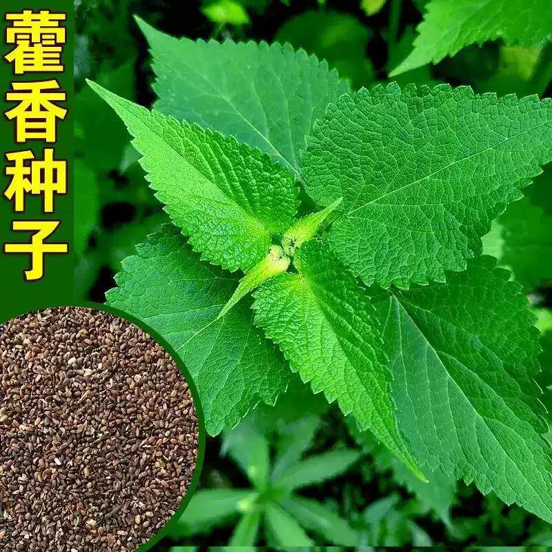 藿香种子苗盆栽可食用新鲜香叶植物庭院阳台种植五香叶鱼四季种子
