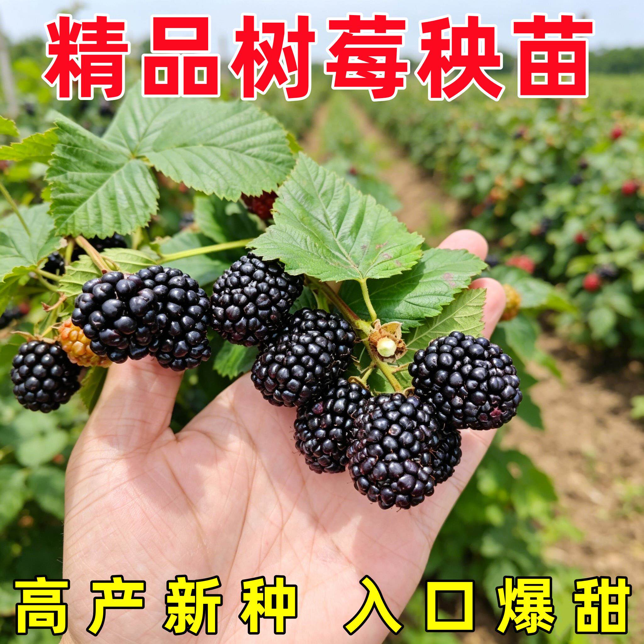 树莓苗双季覆盆子果树苗盆栽地栽南北方种植当年结果红黄黑树莓苗