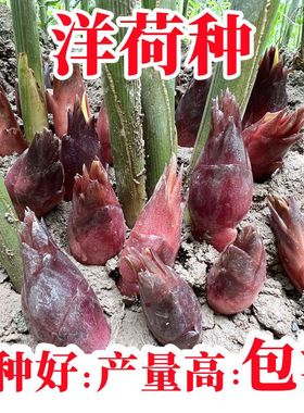 阳荷种根苗新鲜阳荷姜种子农家蔬菜种洋荷姜种根洋荷种子洋荷种苗