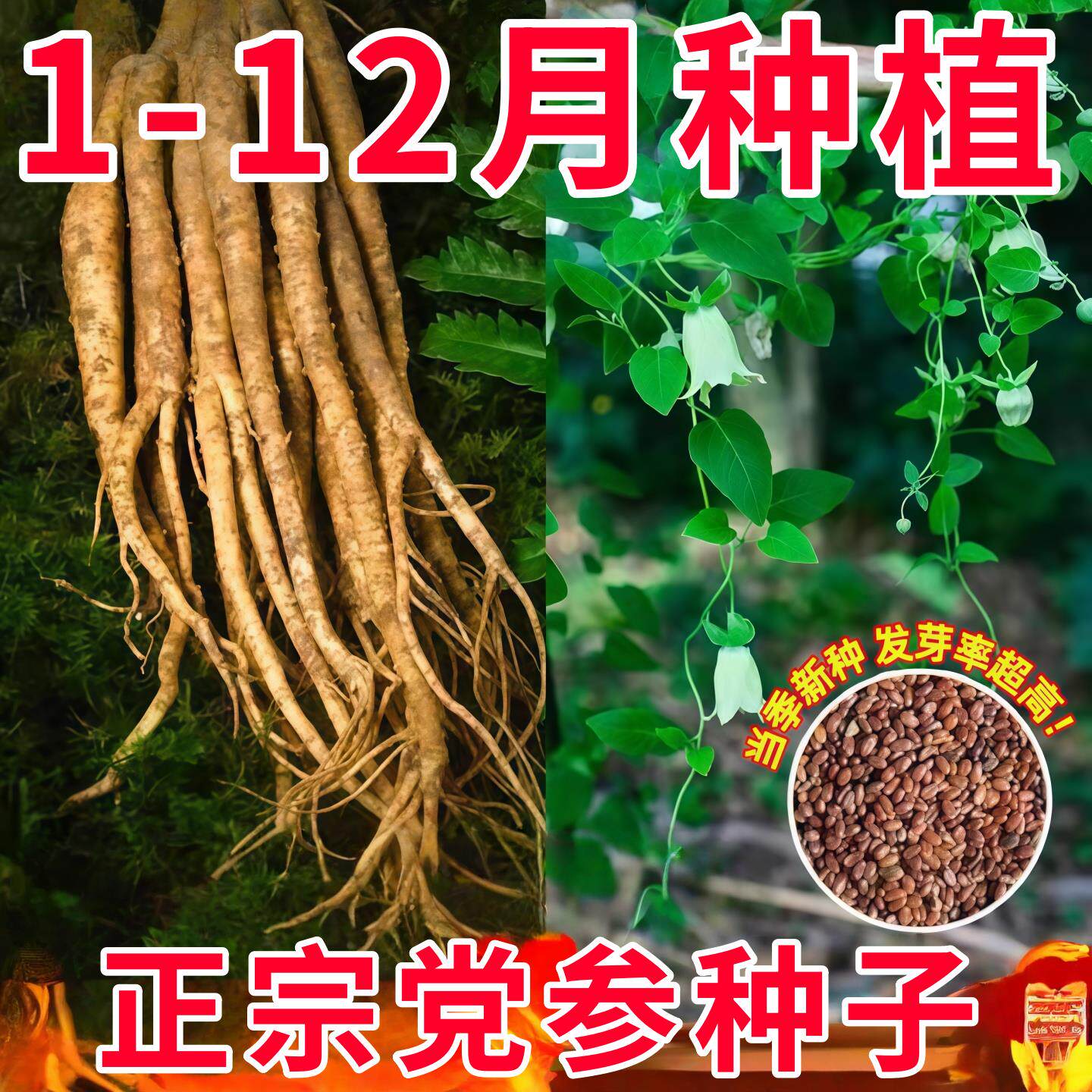 党参种子正品特级新鲜野生党参种籽四季高产甘肃岷县优质材籽