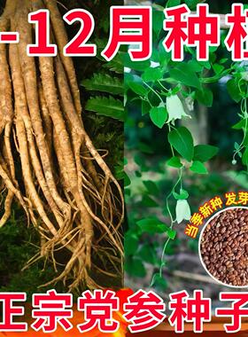 党参种子正品特级新鲜野生党参种籽四季高产甘肃岷县优质材籽