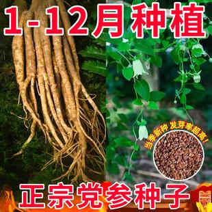 党参种子正品特级新鲜野生党参种籽四季高产甘肃岷县优质材籽