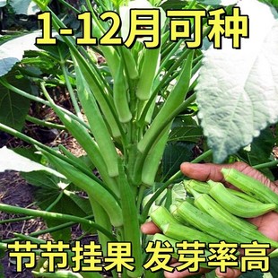 黄红秋葵种子种籽水果夏季四季盆栽阳台苗秧蔬菜苗孑秧苗带土大苗