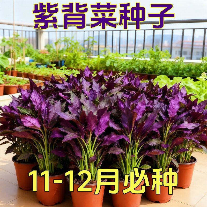 天然补血紫背菜种子天葵血皮菜红凤菜特色易种营养观音菜蔬菜种籽,鲜花速递/花卉仿真/绿植园艺,水生植物,淘宝优惠券,粉丝福利购,淘宝优惠卷