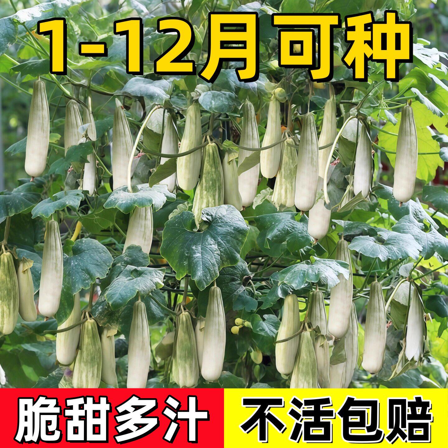 羊角蜜种孑春季甜瓜苗秧香瓜大全四季阳台庭院种水果高产蔬菜种子