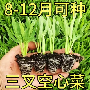 大叶空心菜苗带根带土蔬菜苗三叉高产柳叶通心菜秧苗阳台庭院四季