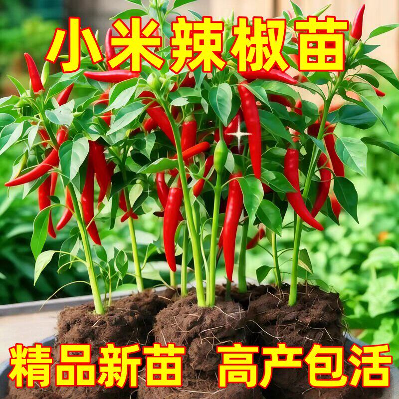 小米辣椒苗秧苗朝天椒四季盆栽螺丝薄皮青椒种籽树苗春蔬菜苗大全