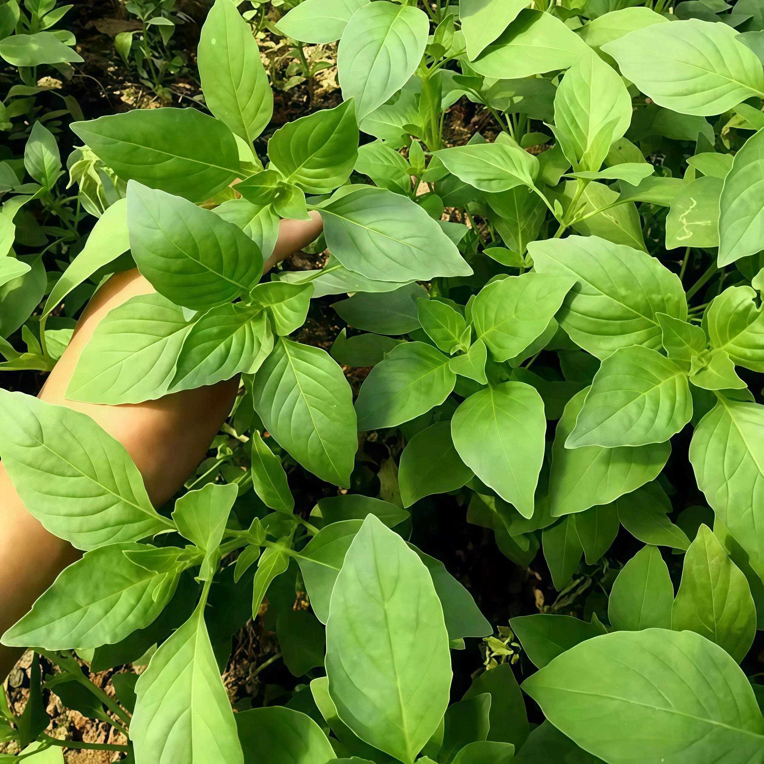 大叶荆芥种子河南香芥菜春季四季多年生阳台盆栽香草菜种籽苗易种