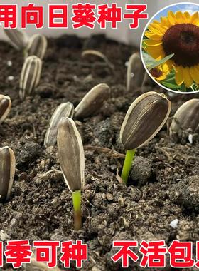 大粒食用向日葵种子 春夏四季播大瓜籽 盆栽蔬菜葵花籽高产耐旱孑