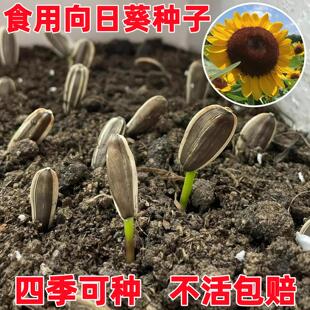大粒食用向日葵种子 春夏四季播大瓜籽 盆栽蔬菜葵花籽高产耐旱孑