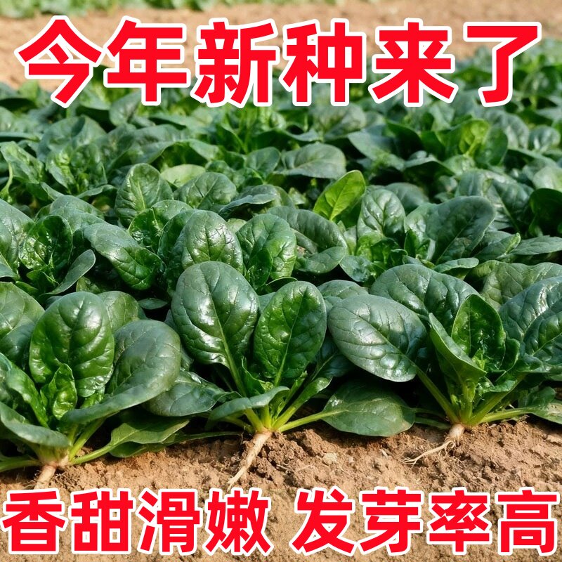 趴地菠菜种子香甜滑嫩短梗大厚叶耐热耐寒爬地菠菜种籽蔬菜籽抗病
