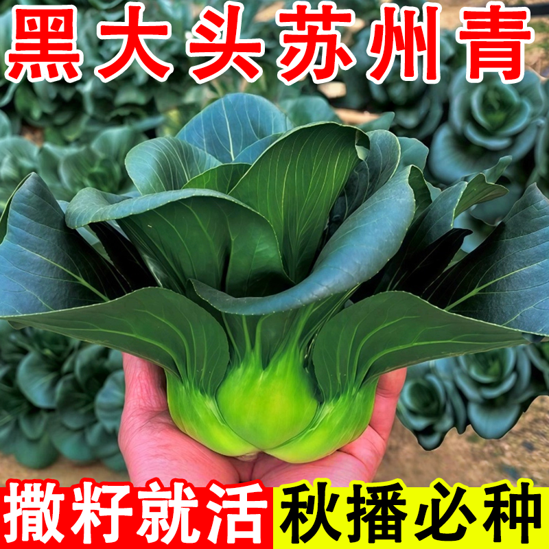 正宗黑大头苏州青矮脚青梗菜四季耐冬耐热小青菜大叶黑油青菜蔬菜