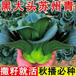 正宗黑大头苏州青矮脚青梗菜四季 耐冬耐热小青菜大叶黑油青菜蔬菜
