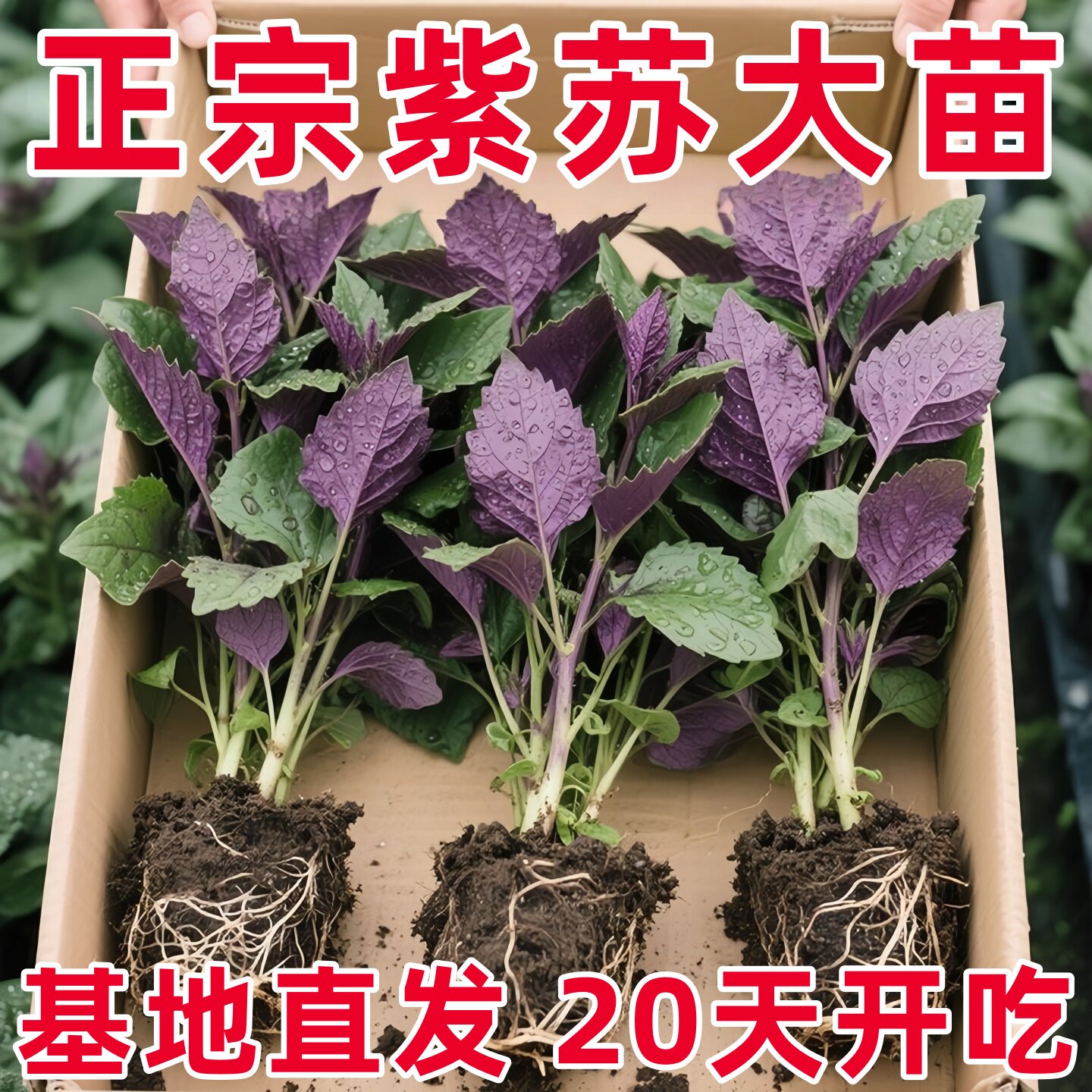新鲜20棵紫苏苗带发货现摘现发农家幼苗苗可阳台盆栽可食用