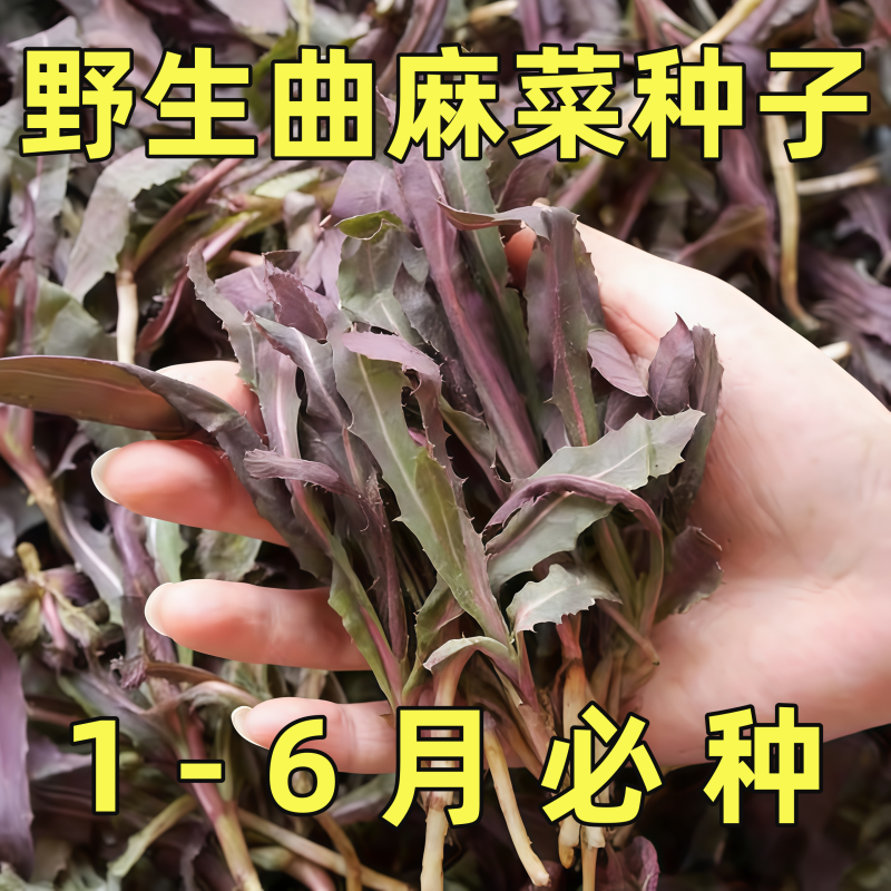 野生苦麻菜种子孑春季秋季野菜曲曲芽耐寒阳台盆栽曲麻菜四季种籽,鲜花速递/花卉仿真/绿植园艺,种苗/半成品盆栽,淘宝优惠券,粉丝福利购,淘宝优惠卷