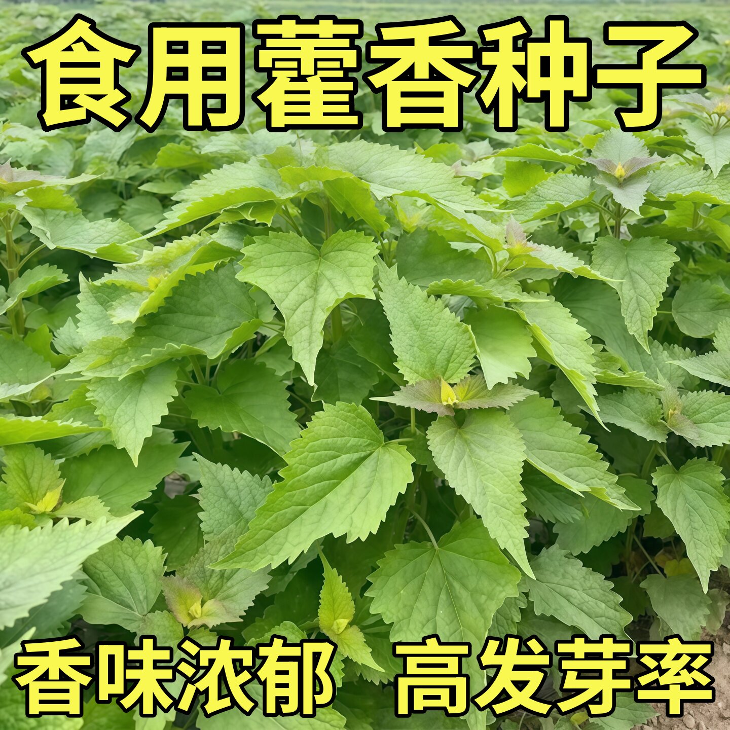 藿香种子食用解暑正气香草种籽孑易活播种室内阳台盆栽庭院多年生