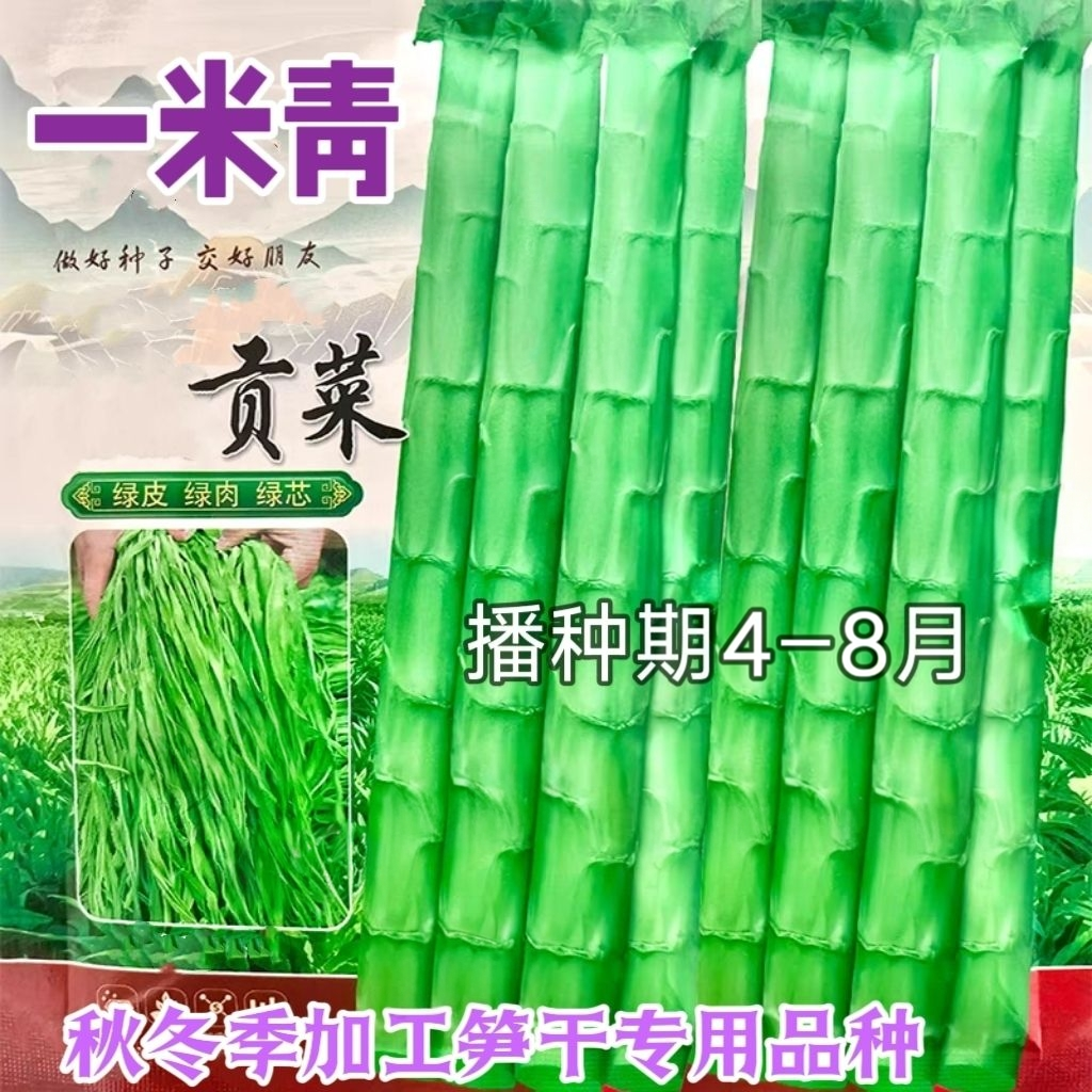 一米青贡菜种子四季耐高温耐寒苔干菜种籽专用笋干山蛰菜响菜蔬种