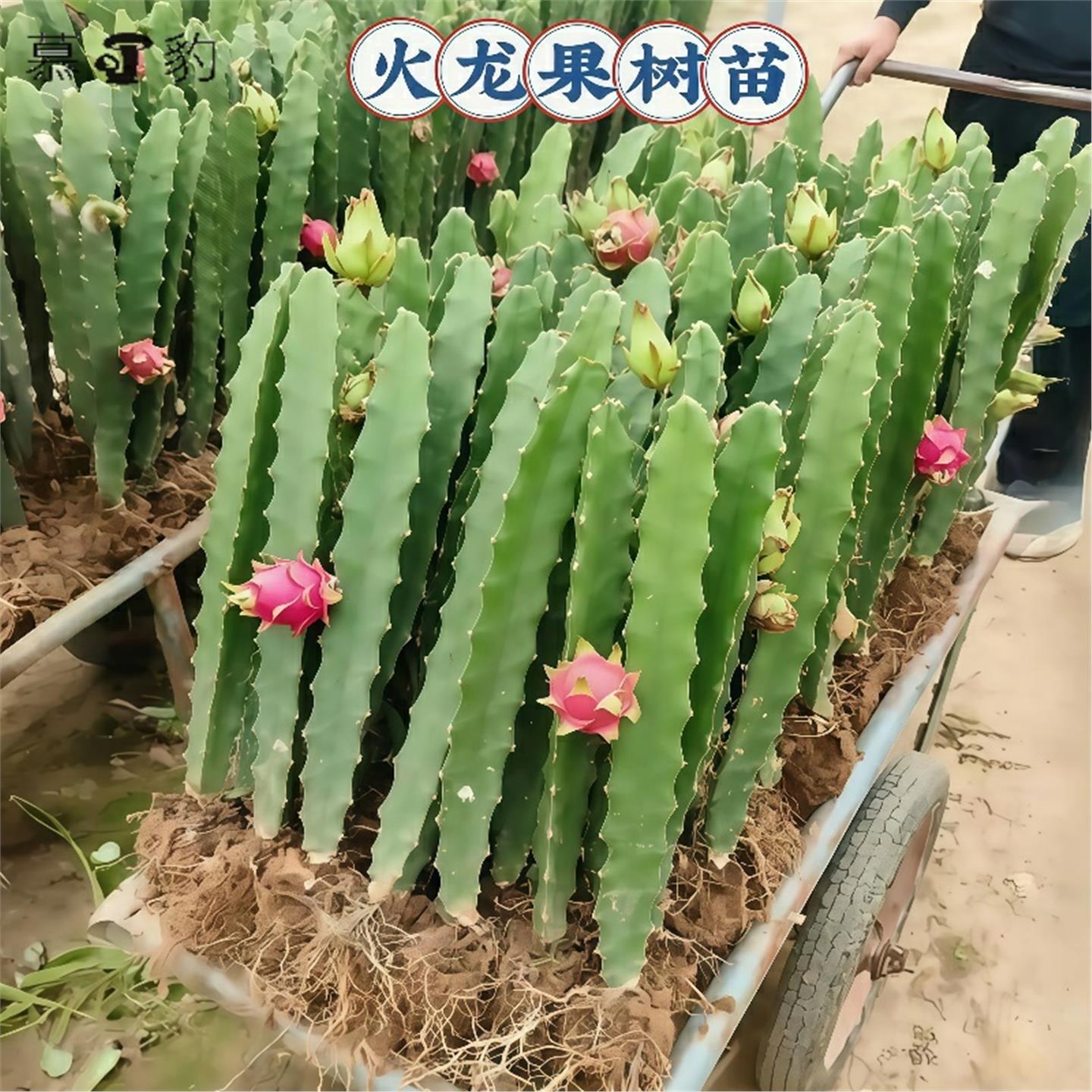 易栽高产火龙果树苗盆栽四季结果南北方种植爬藤燕窝红心火龙果苗