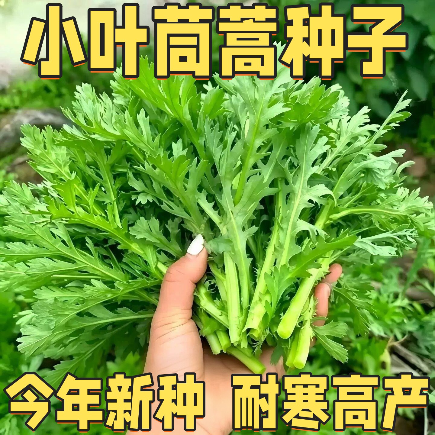 小叶茼蒿种子皇帝菜籽速生耐热鲜嫩茼蒿种籽四季耐热秋播蔬菜种子
