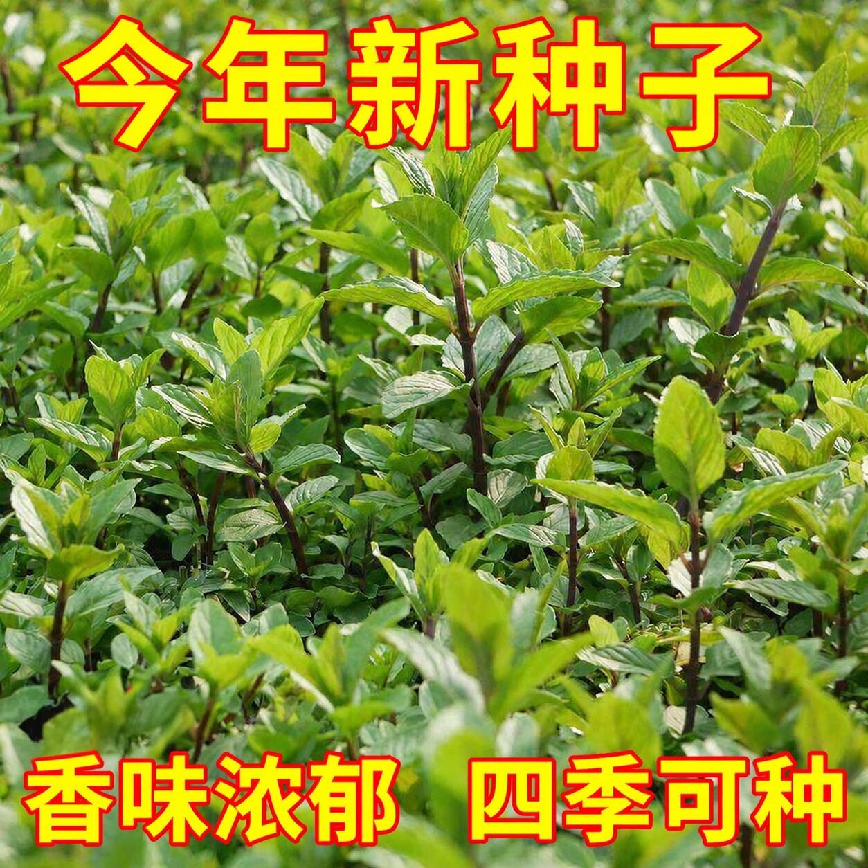 河南十香菜种籽种子石香菜苗食用鱼香草四季鱼特产盆栽小叶蔬菜孑