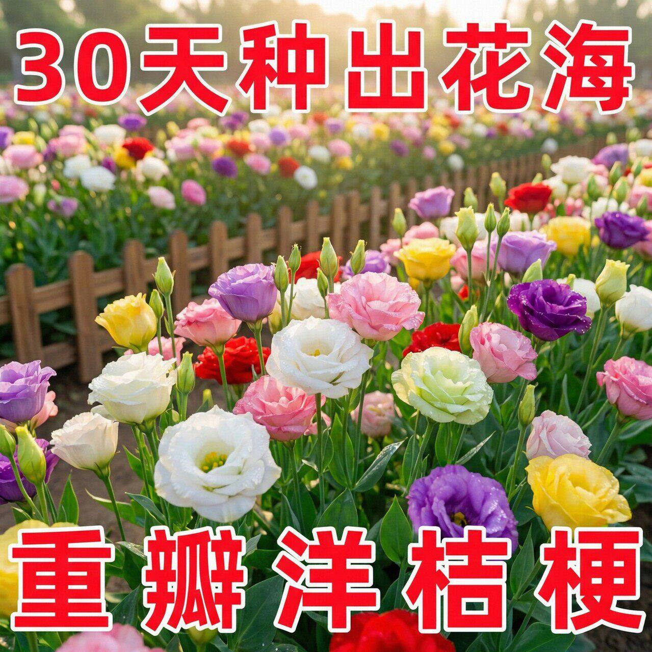 洋桔梗花种子花苗四季种易种室内室外开花种孑盆栽花卉花种籽花籽
