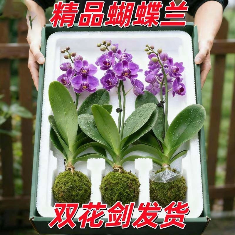 蝴蝶兰盆栽带花剑带花苞花卉秋冬客厅兰花大苗室内植物四季好养活,鲜花速递/花卉仿真/绿植园艺,红掌/凤梨/温室花卉,淘宝优惠券,粉丝福利购,淘宝优惠卷