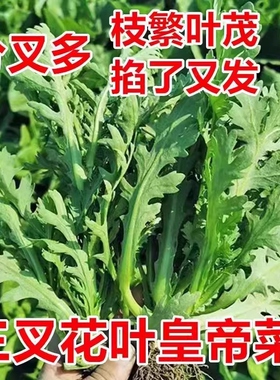 分多多三叉皇帝菜味道更浓高产大叶小叶中叶茼蒿种子耐寒当季新种