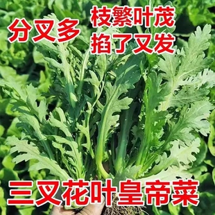 分多多三叉皇帝菜味道更浓高产大叶小叶中叶茼蒿种子耐寒当季新种