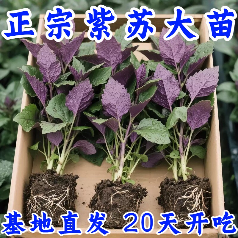 可食用易种活新鲜紫苏苗带土发货现摘现发农家紫苏幼苗可阳台盆栽