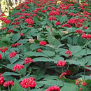 人参种子长白山野山参种子四季 易种中药材阳台盆栽庭院易活花卉