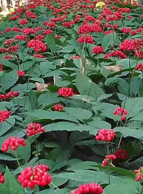 人参种子长白山野山参种子四季易种中药材阳台盆栽庭院易活花卉