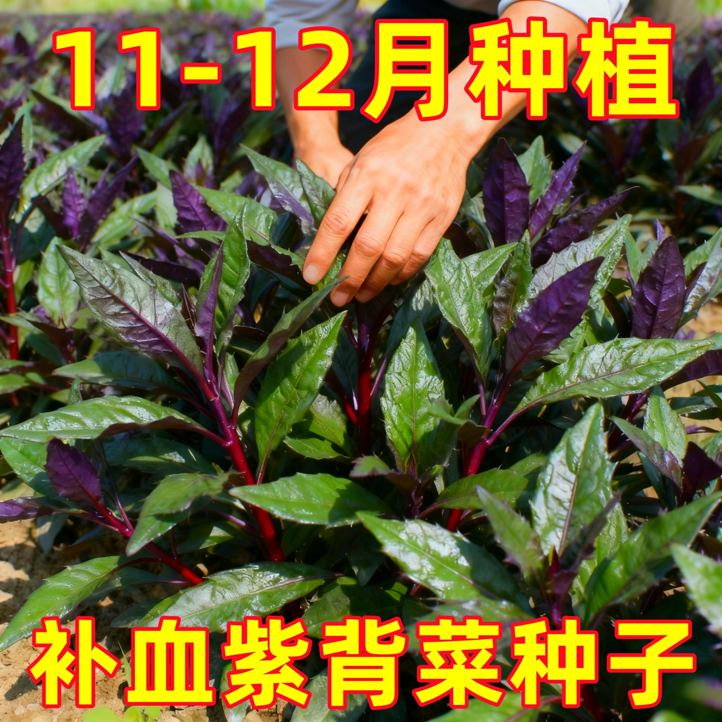 天然补血紫背菜种子天葵血皮菜红凤菜特色易种营养观音菜蔬菜种籽