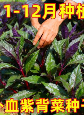 天然补血紫背菜种子天葵血皮菜红凤菜特色易种营养观音菜蔬菜种籽