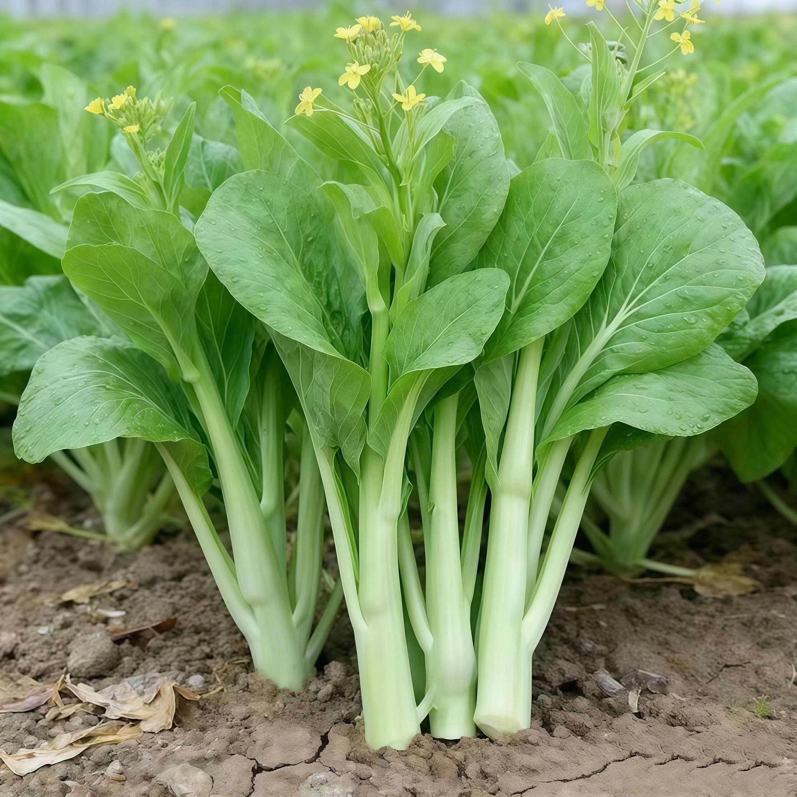 四季奶油白菜苔种子正宗四季白菜苔高产速生多芽蔬菜口感柔嫩清香
