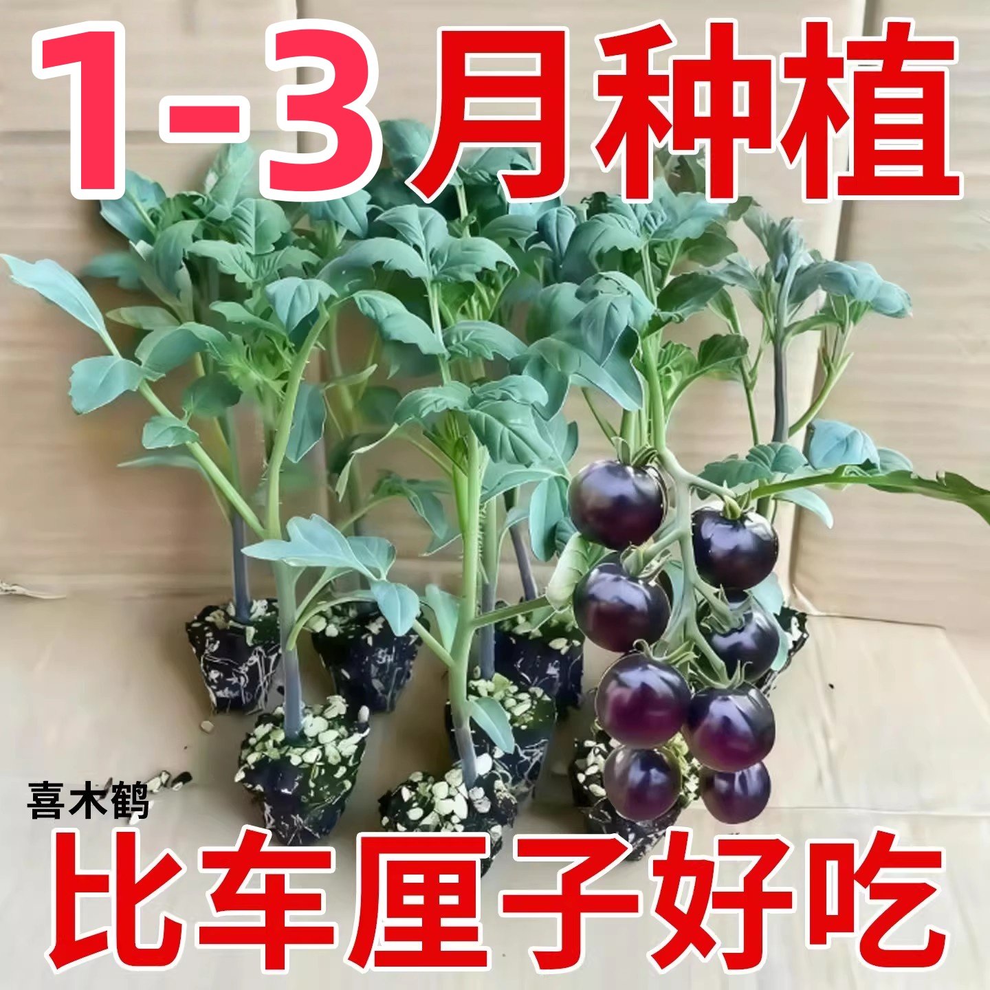 巨甜糖水炸弹黑宝石番茄秧苗黑珍珠黑美人樱桃圣女果西红柿带土球,鲜花速递/花卉仿真/绿植园艺,种苗/半成品盆栽,淘宝优惠券,粉丝福利购,淘宝优惠卷