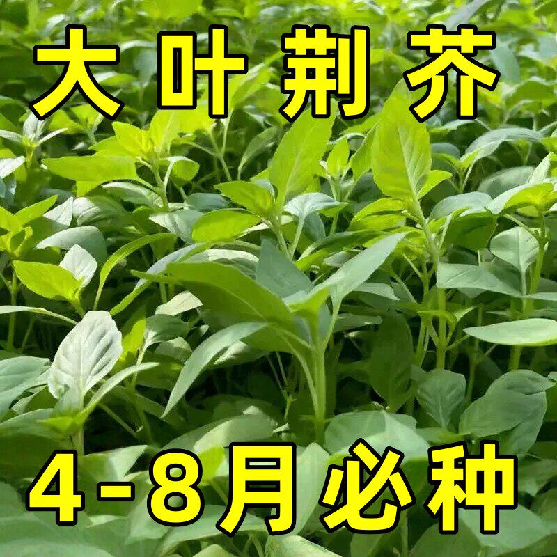 大叶荆芥种子河南荆芥种子耐热抗病荆芥种子天然营养四季播菜种子