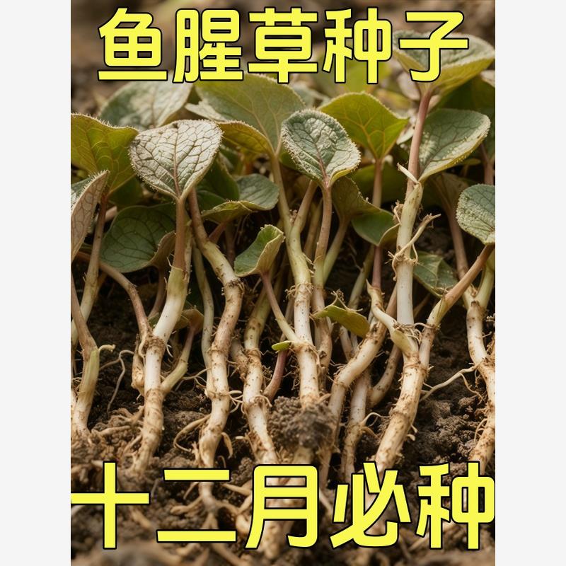 野生鱼腥草种子种苗+四川正宗新鲜折耳根苗家庭园艺四季盆栽