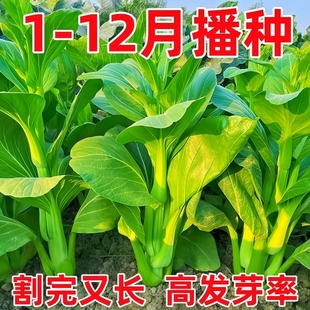 青菜苔种子苏州青矮脚青现摘霜打菜苔农家自种新鲜好吃无农残化肥