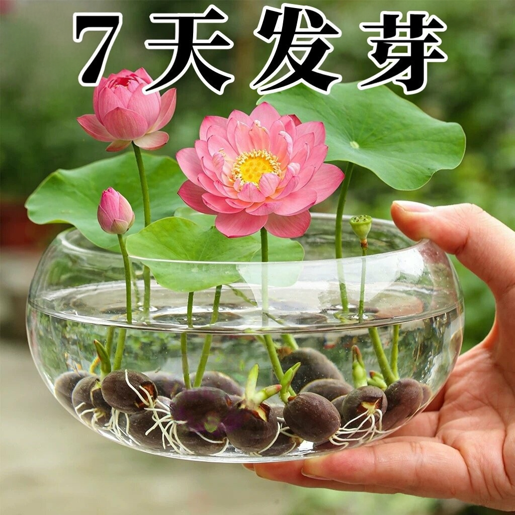 水培植物碗莲花卉室内花好养四季播种种子籽水养荷花盆栽客厅睡莲