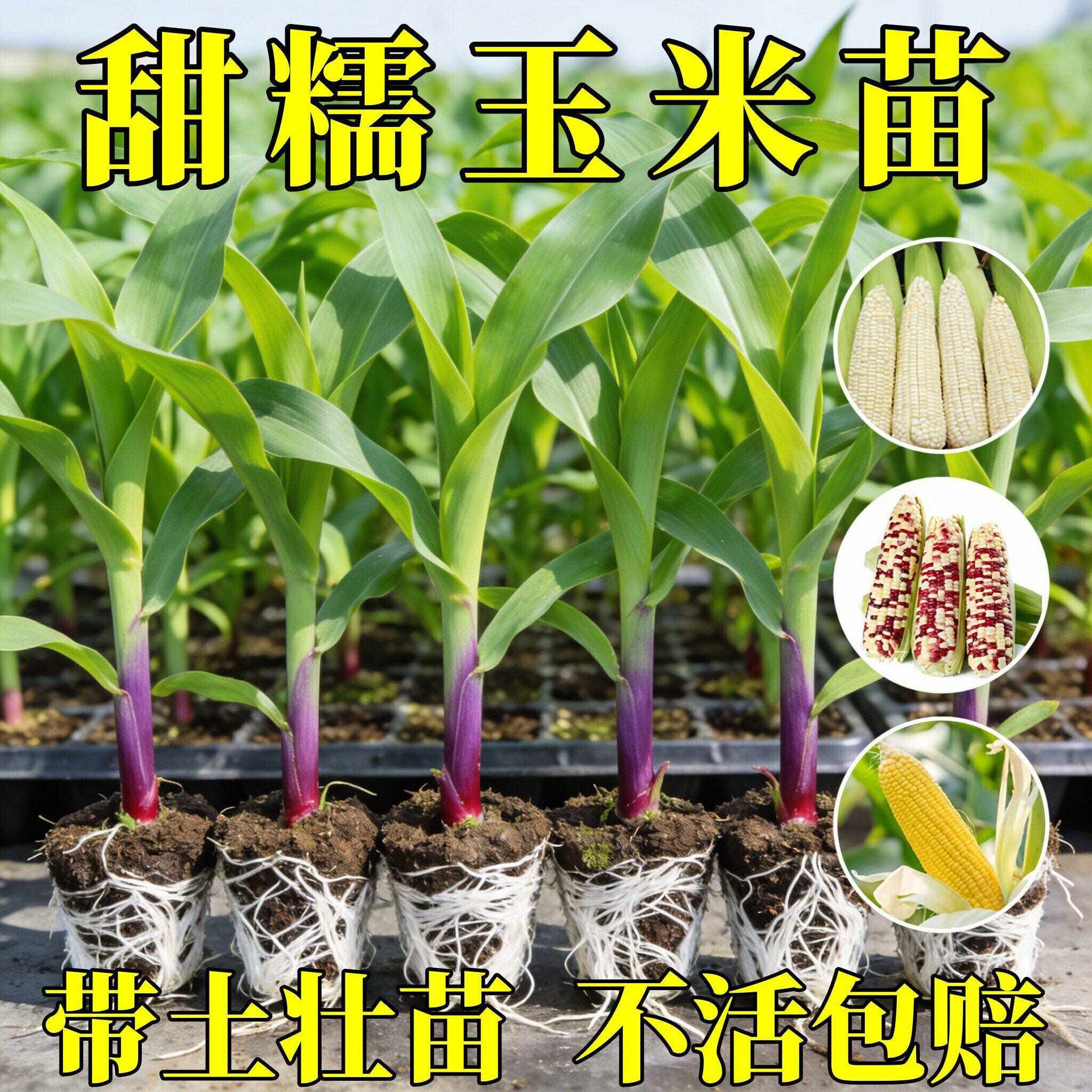 高产超甜早春玉米苗黑白糯甜水果玉米秧苗庭院阳台四季蔬菜苗种植