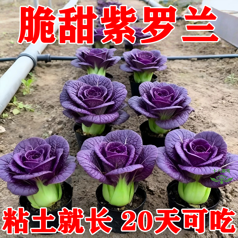 紫罗兰油菜种子一年四季种紫色油菜种籽孑小青菜白菜四季蔬菜种子