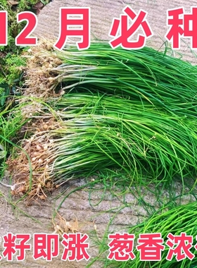 野葱新鲜野菜深山现挖小根蒜胡葱野生葱百香葱野菜苦藠头种子四季