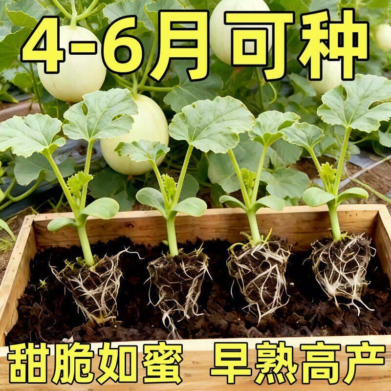 超甜白沙蜜甜瓜苗幼苗蜜瓜籽香瓜种子水果羊角蜜甜瓜苗秧带土秧苗